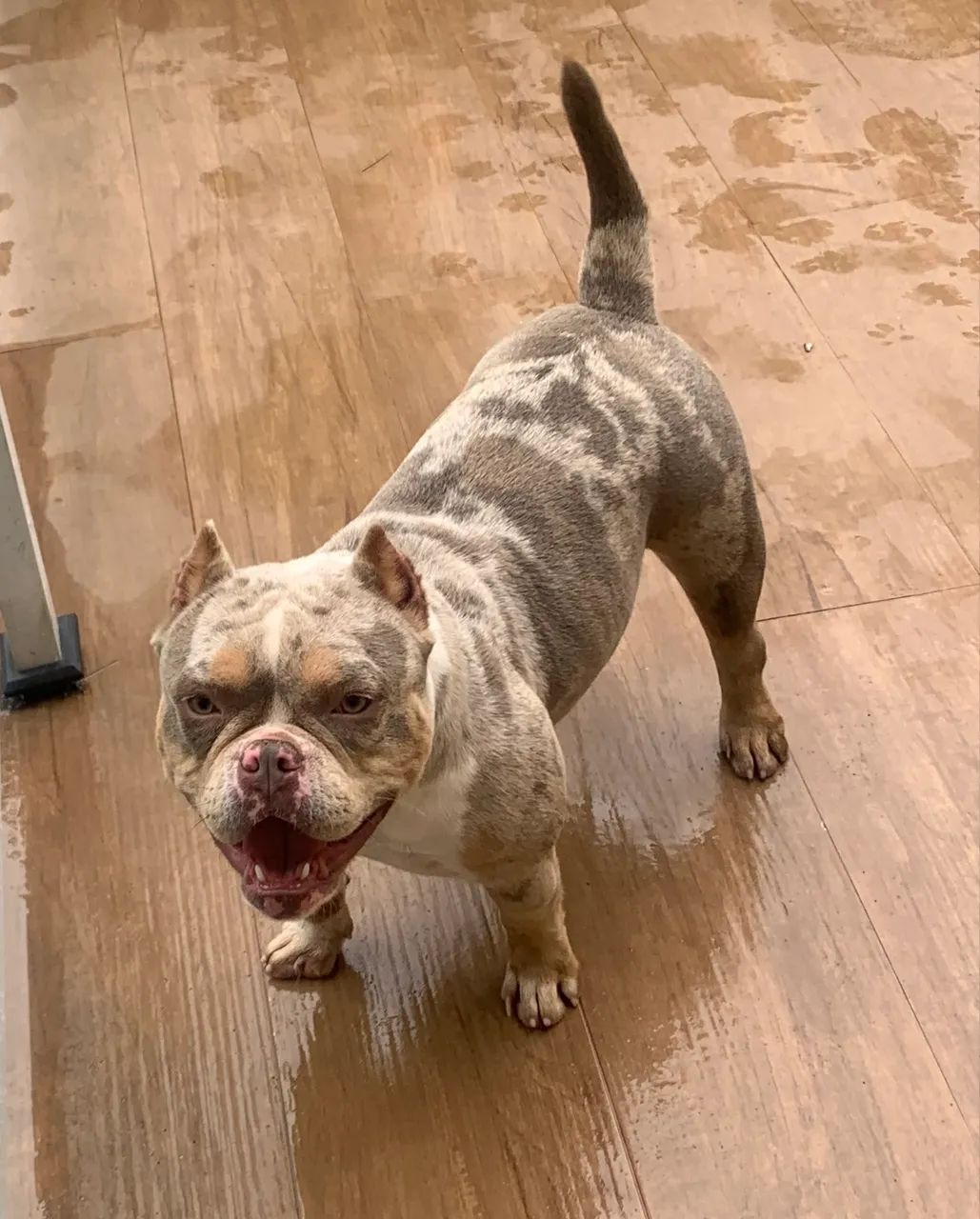 American bully 