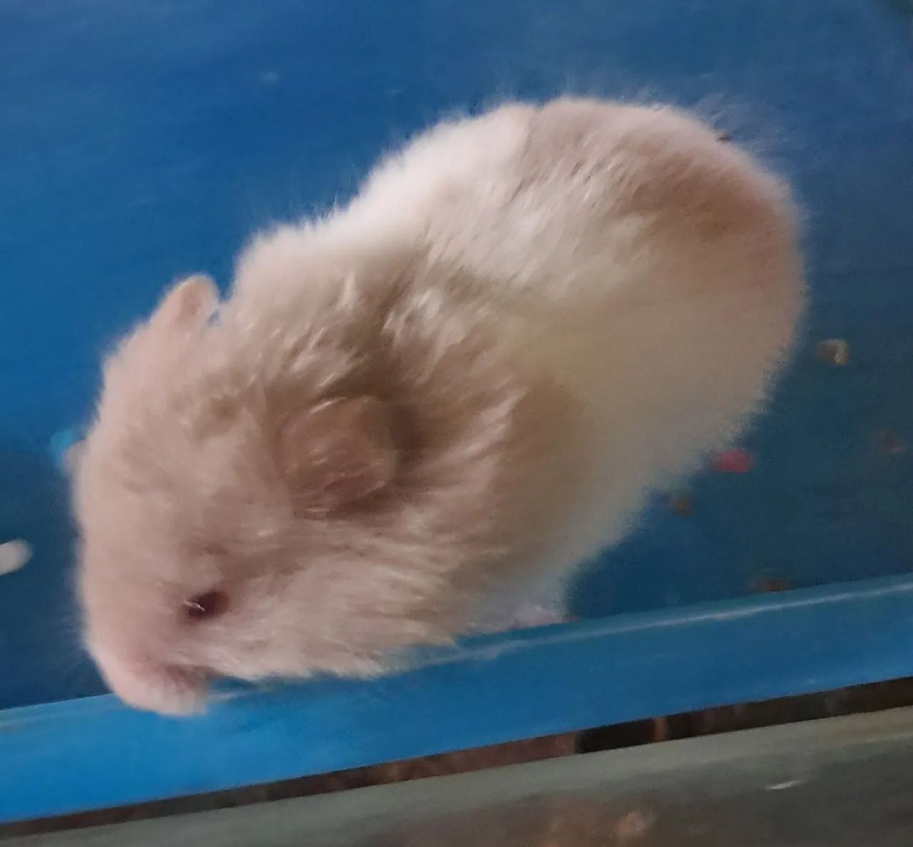 Hamsters Sírios Fofinhos - Foto 4
