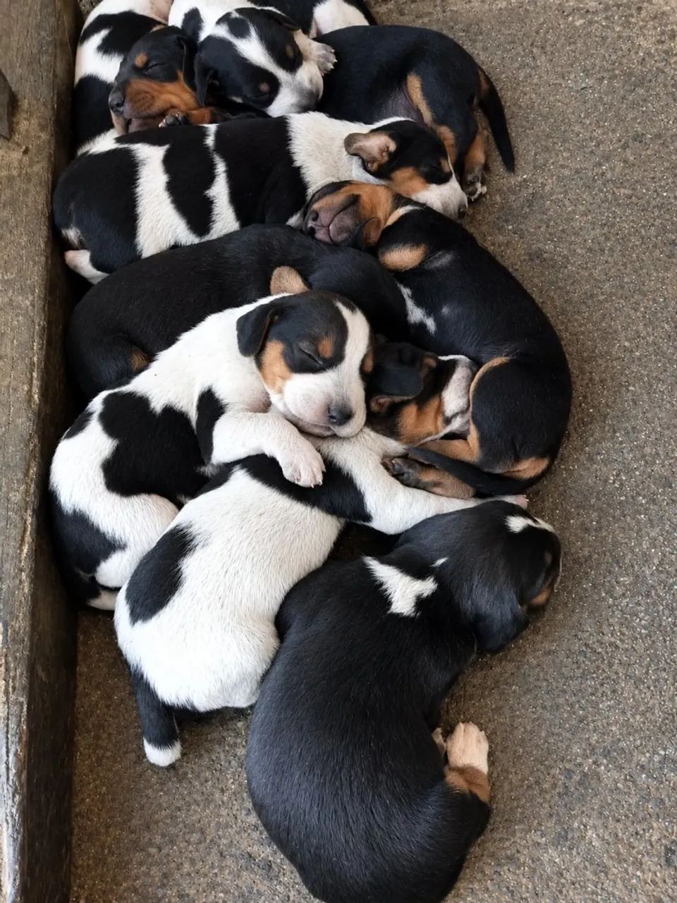 Filhote de Foxhound com Beagle