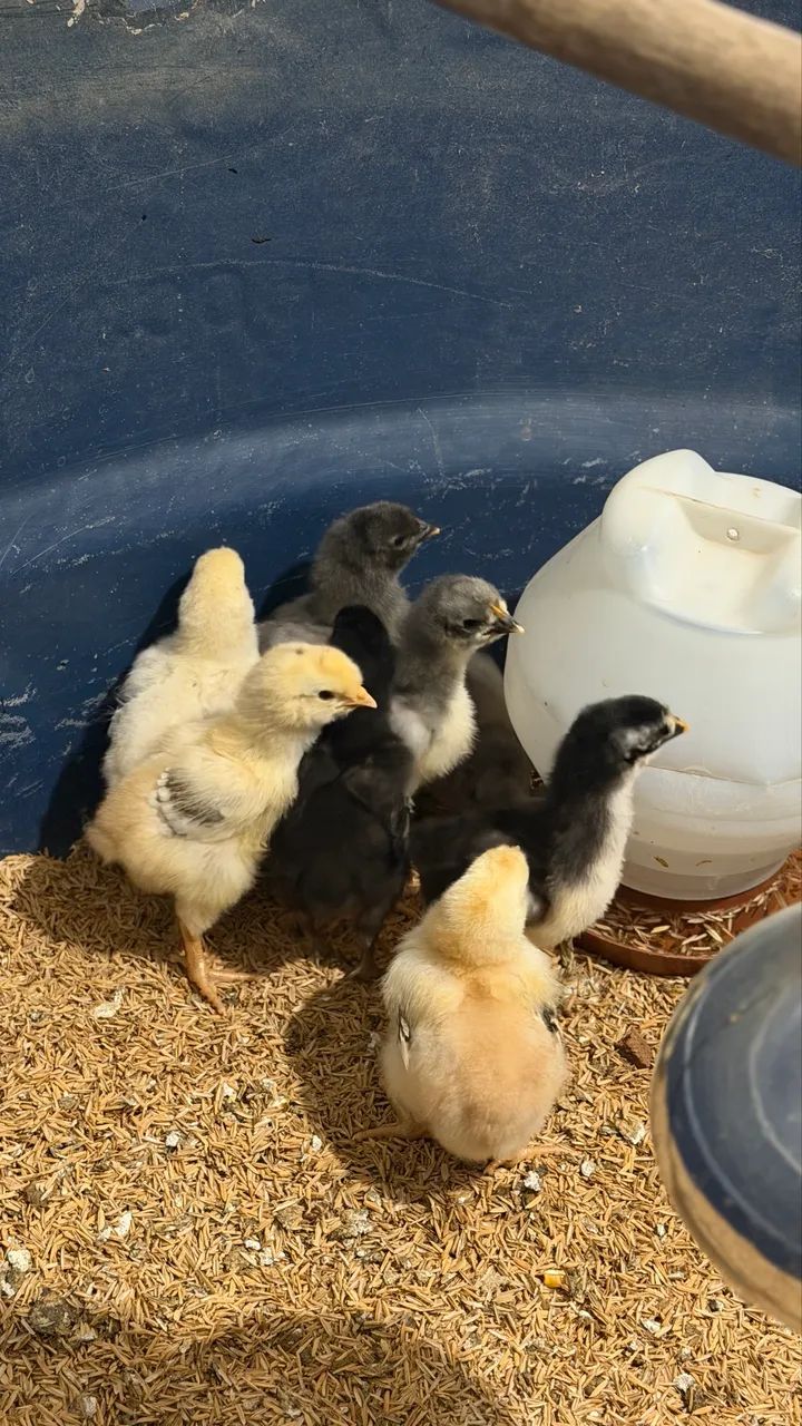 PINTINHOS GSB (GALINHA SERTANEJA BALÃO )