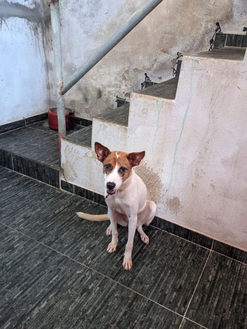 Doação de cachorro  - Foto 2