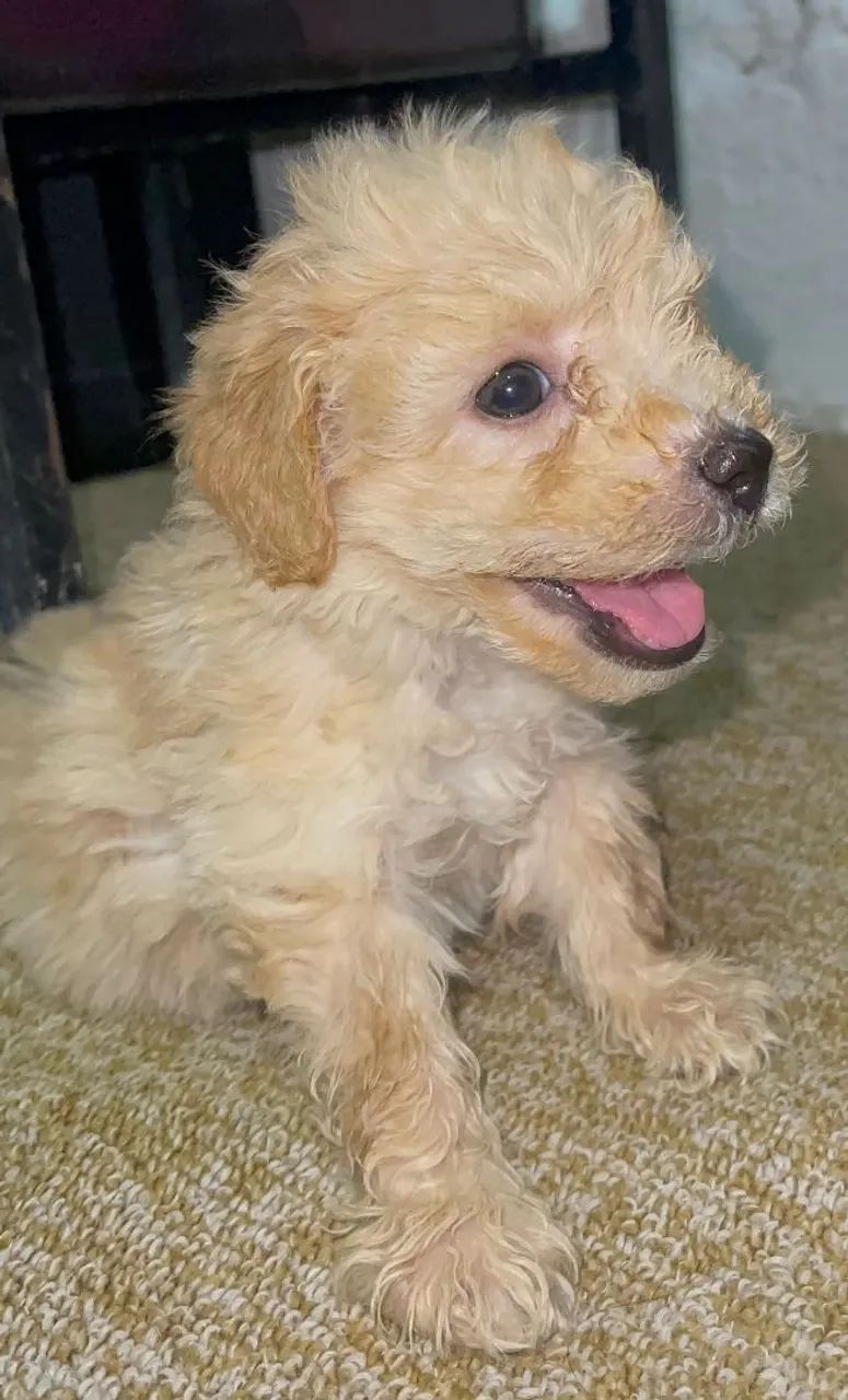 Cachorro poddlee toy  - Foto 2