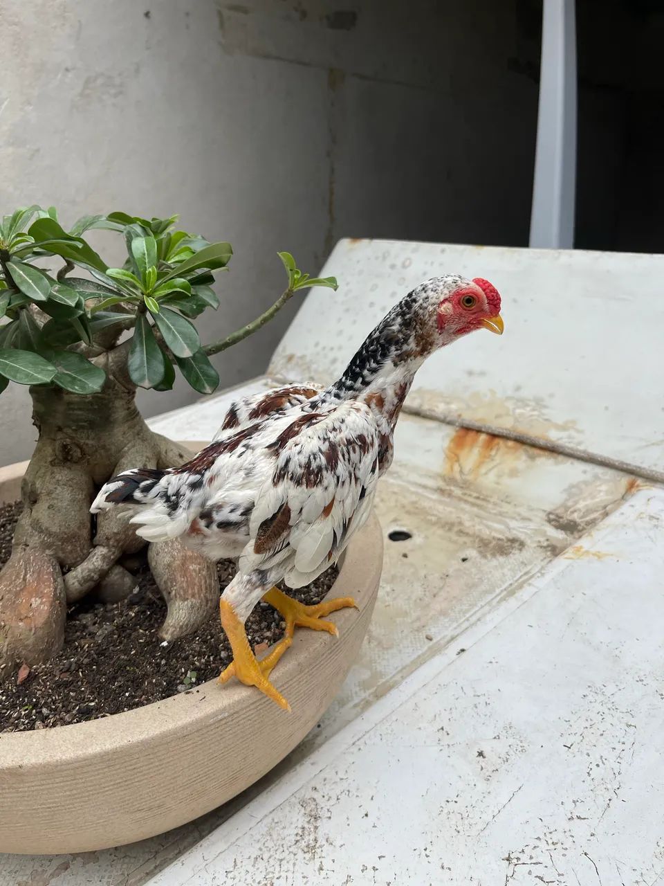 Mini galo - Foto 5