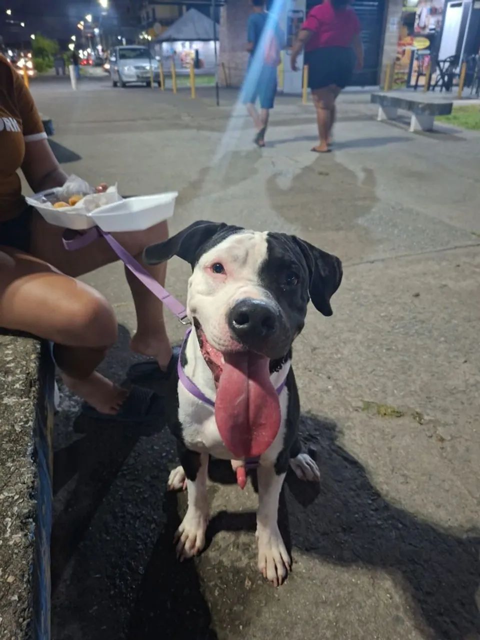 Cachorro Pitbull 