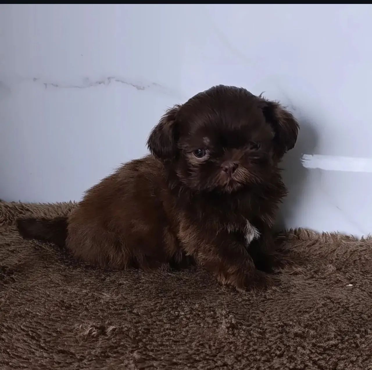 Machinho de Shihtzu Chocolate 