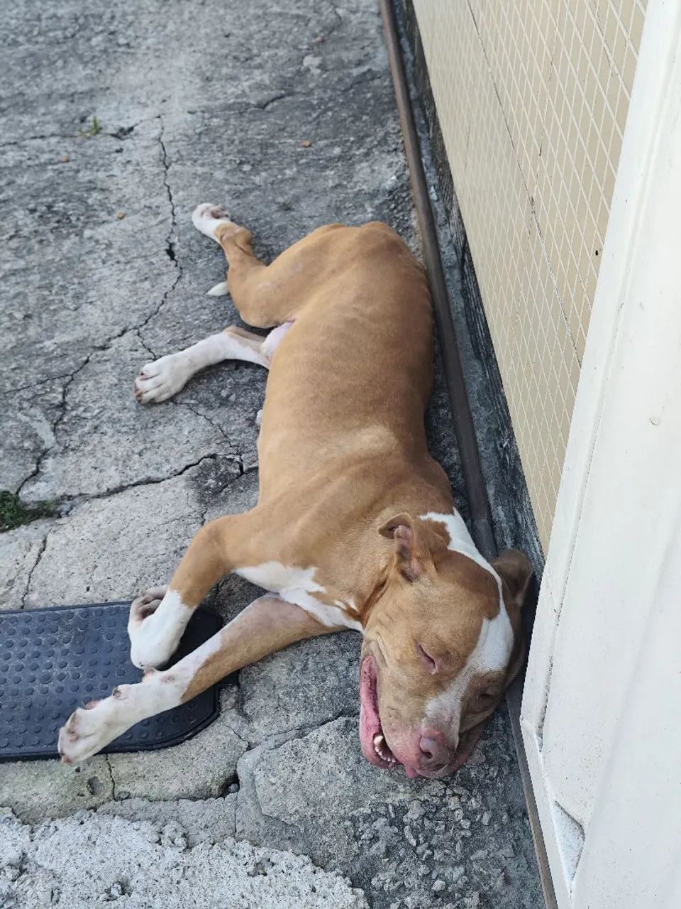 Doação de Pitbull - Foto 2