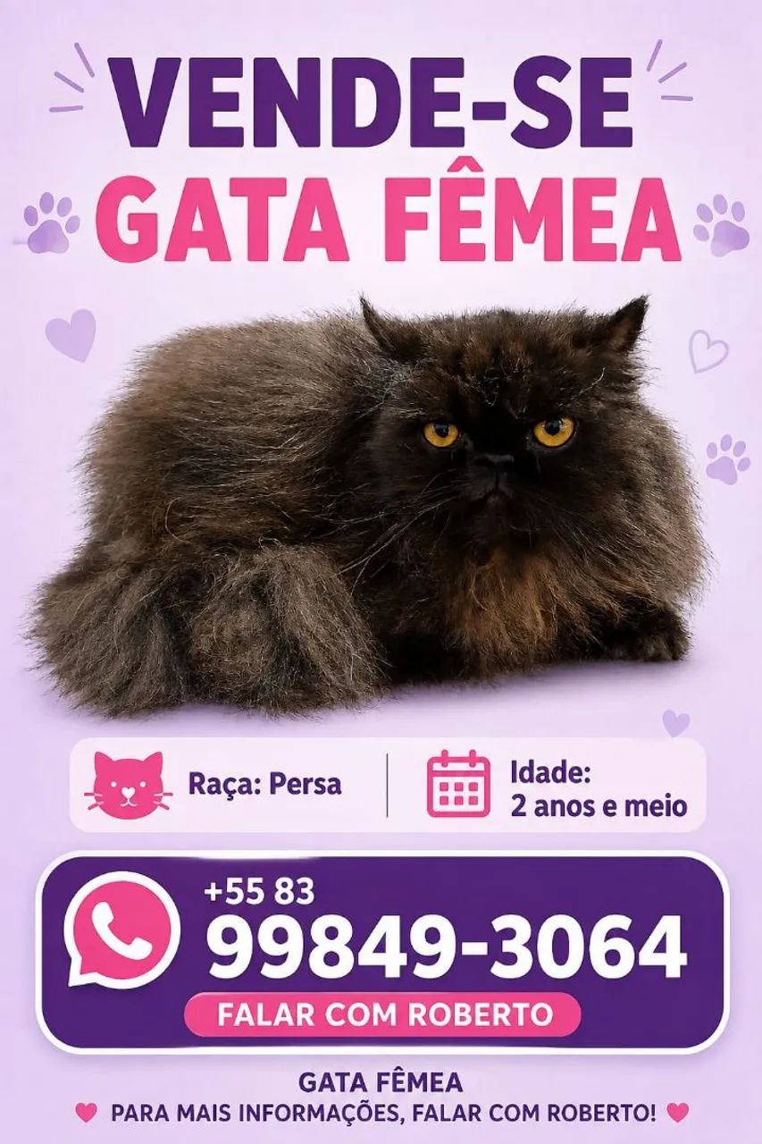Gatos persa  - Foto 2