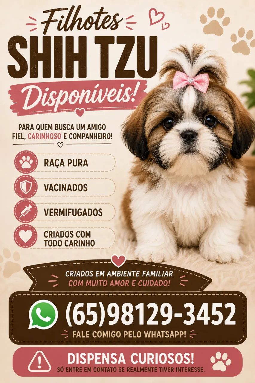 Filhotes Shih Tzu 700 reais  - Foto 2