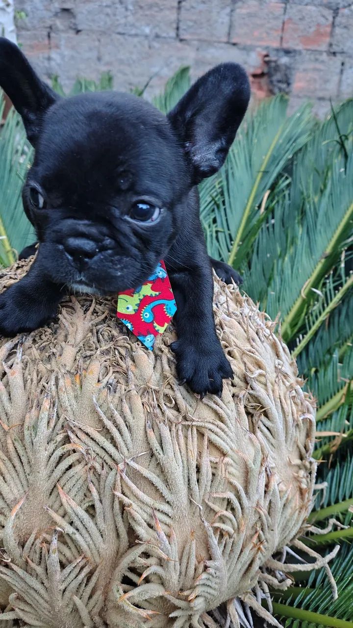 Belíssimos exemplar machinho