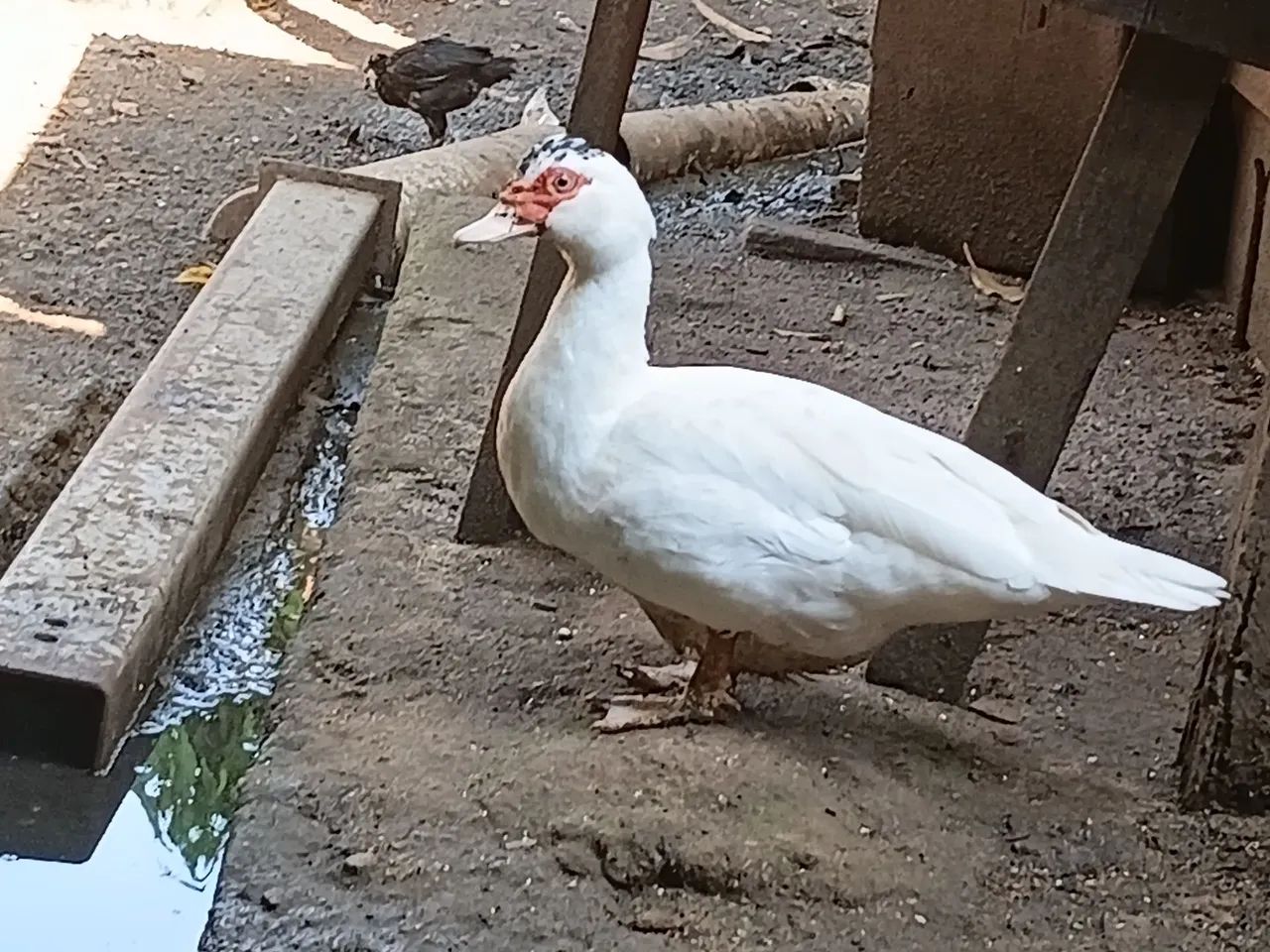 Vende-se pata - Foto 2