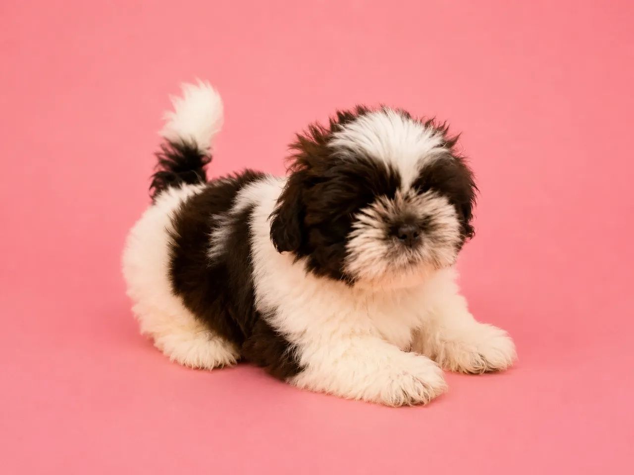 Shihtzu  - Foto 3