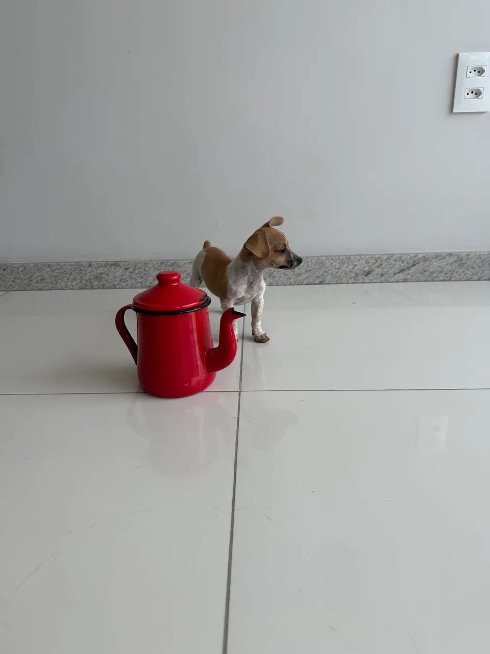 Vendo pinscher zero com 1  - Foto 4