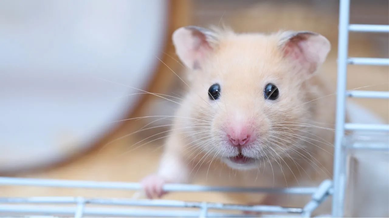Hamister  - Foto 4
