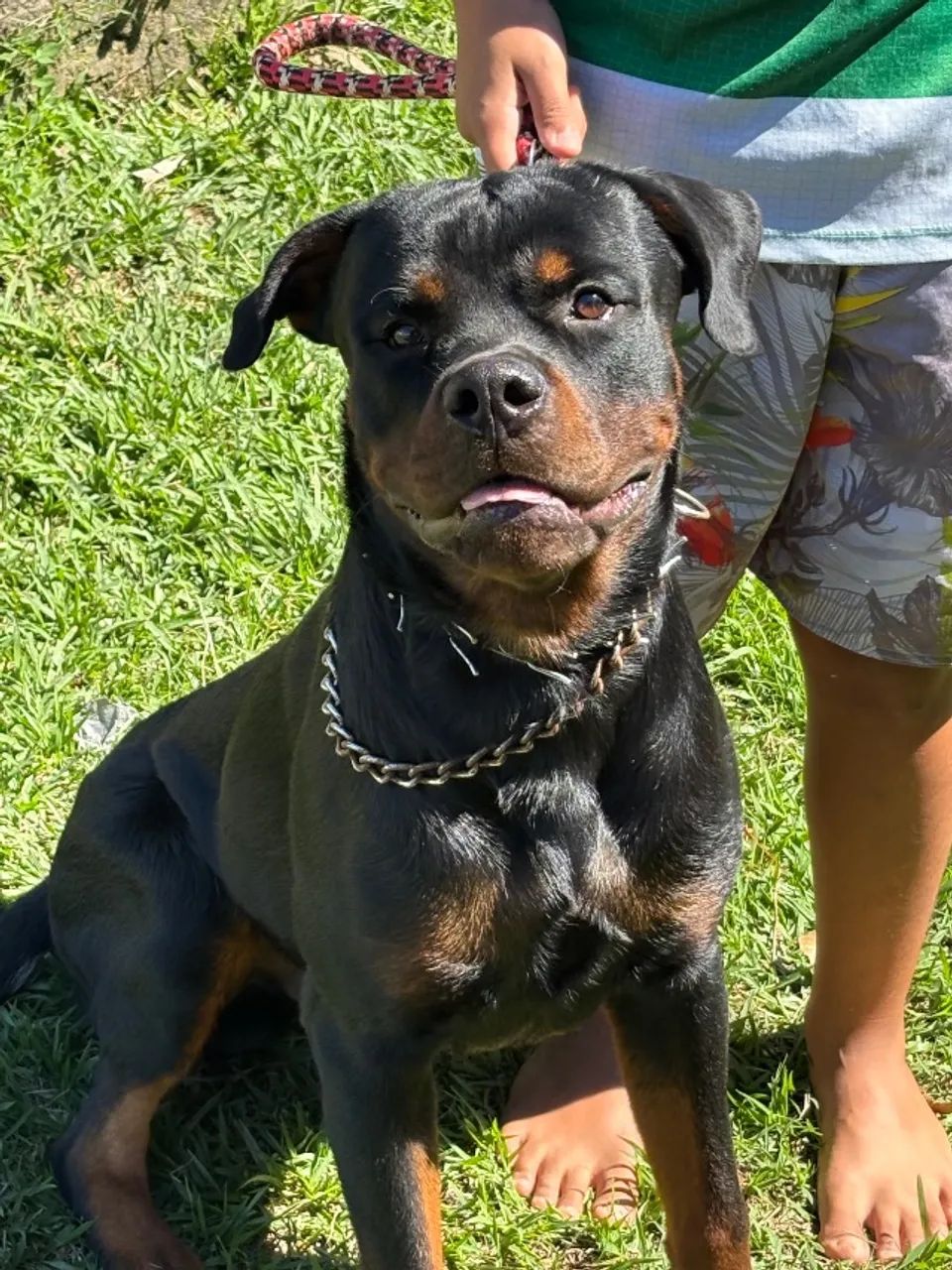 Cachorro - Foto 2