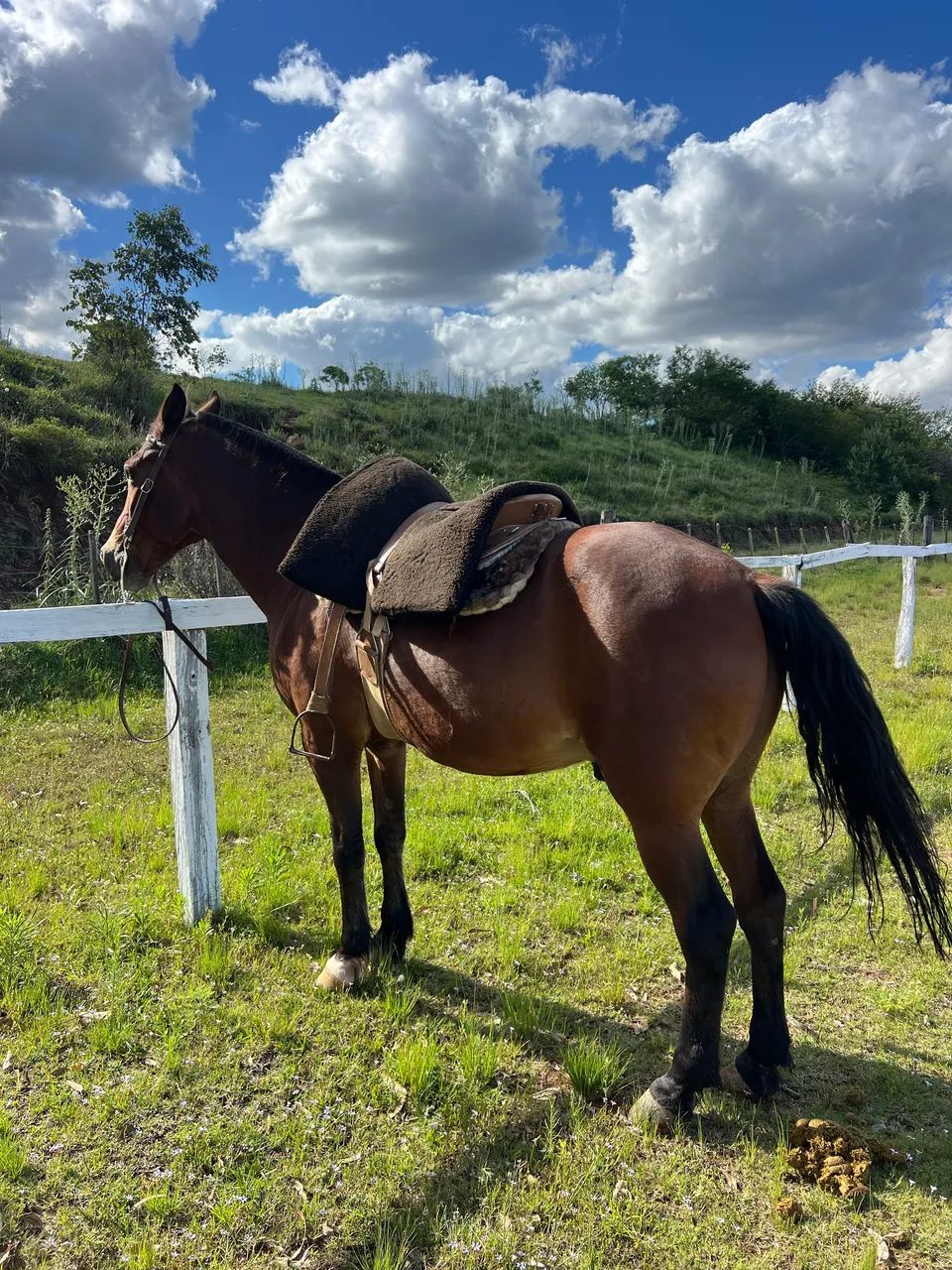 Cavalo Crioulo - Foto 4