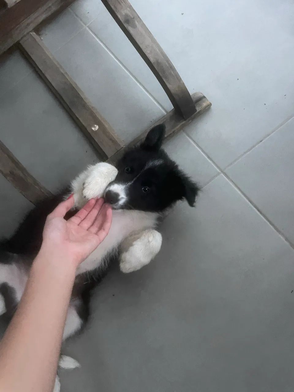 Doacao Border Collie - Foto 2