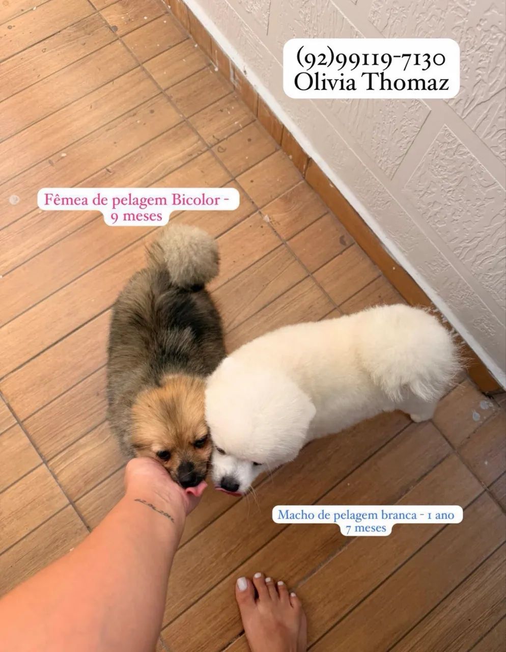 Casal Spitz Alemão  - Foto 2