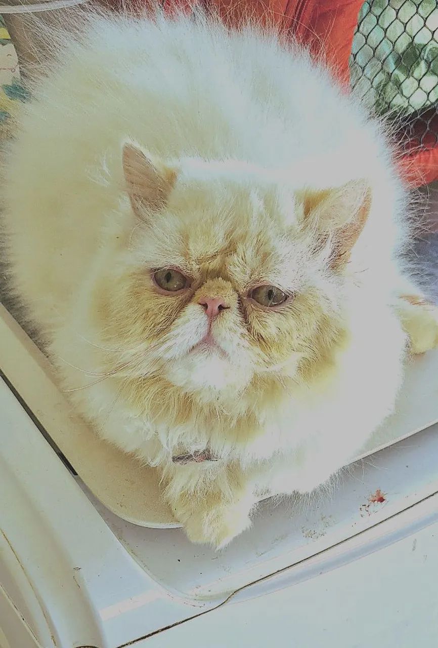 Gato Persa - Foto 2