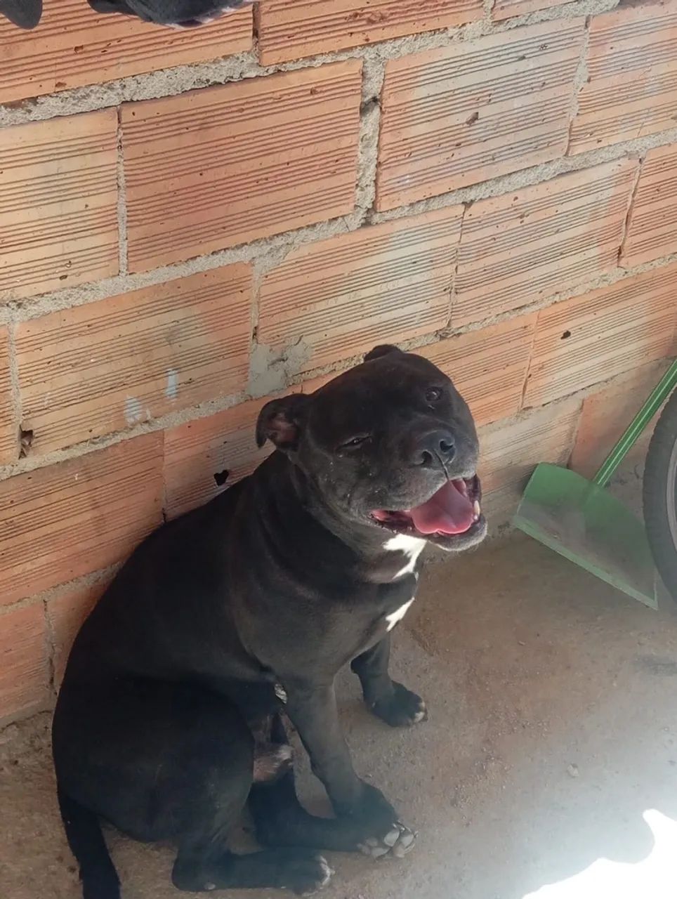Pitbull para doação 