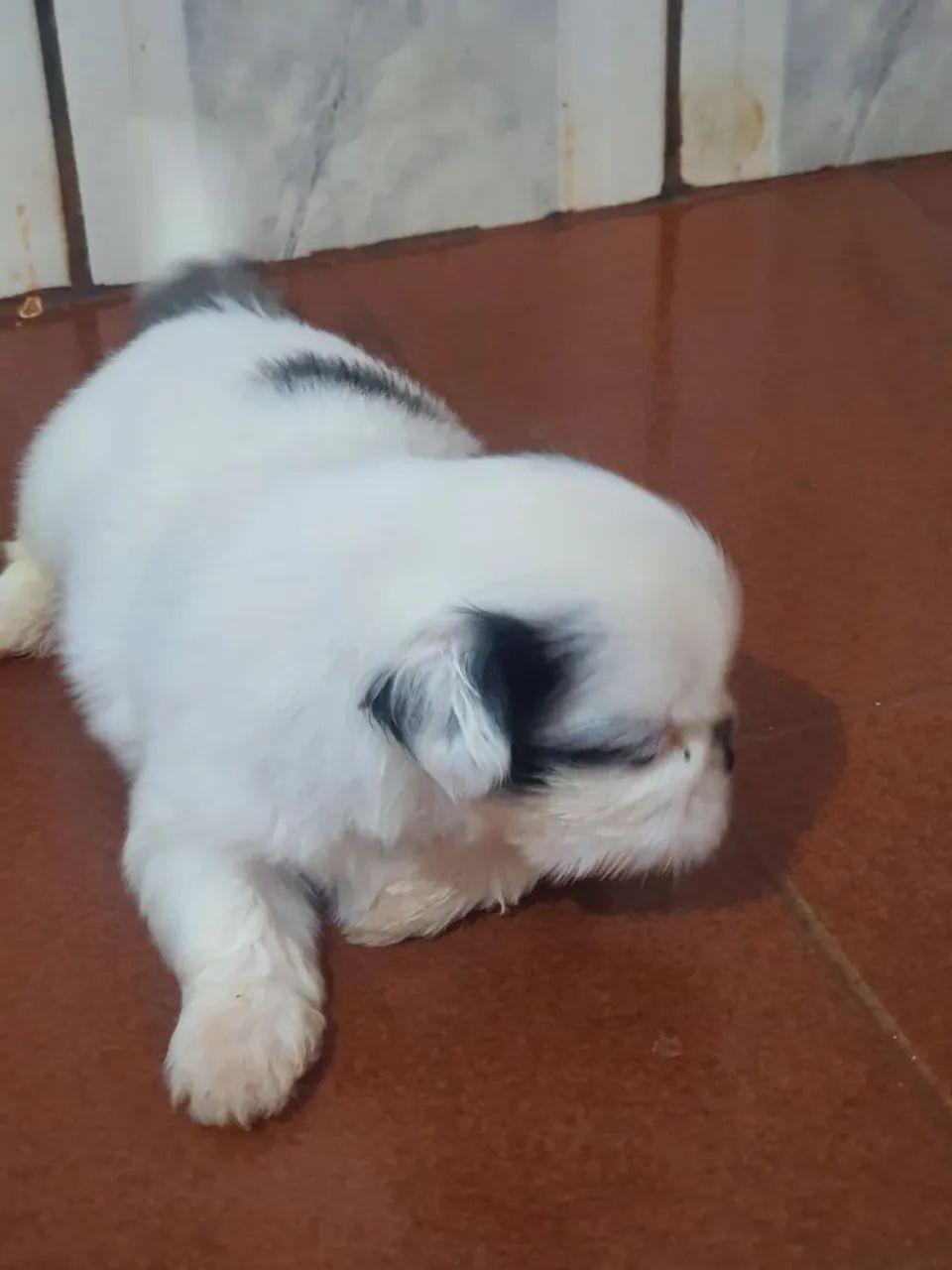 Vendo filhote shitzu macho  - Foto 2