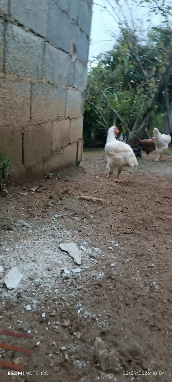 Frango gsb 