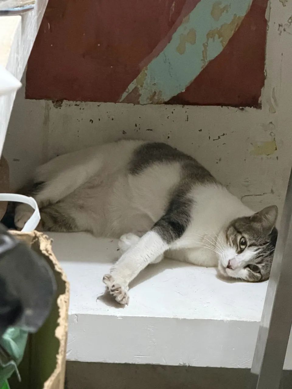 Gato para adoção  - Foto 2