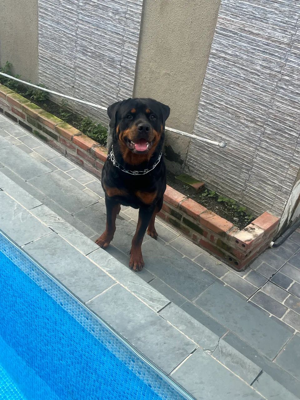 Proucuro namorada pro meu rottweiller  - Foto 2