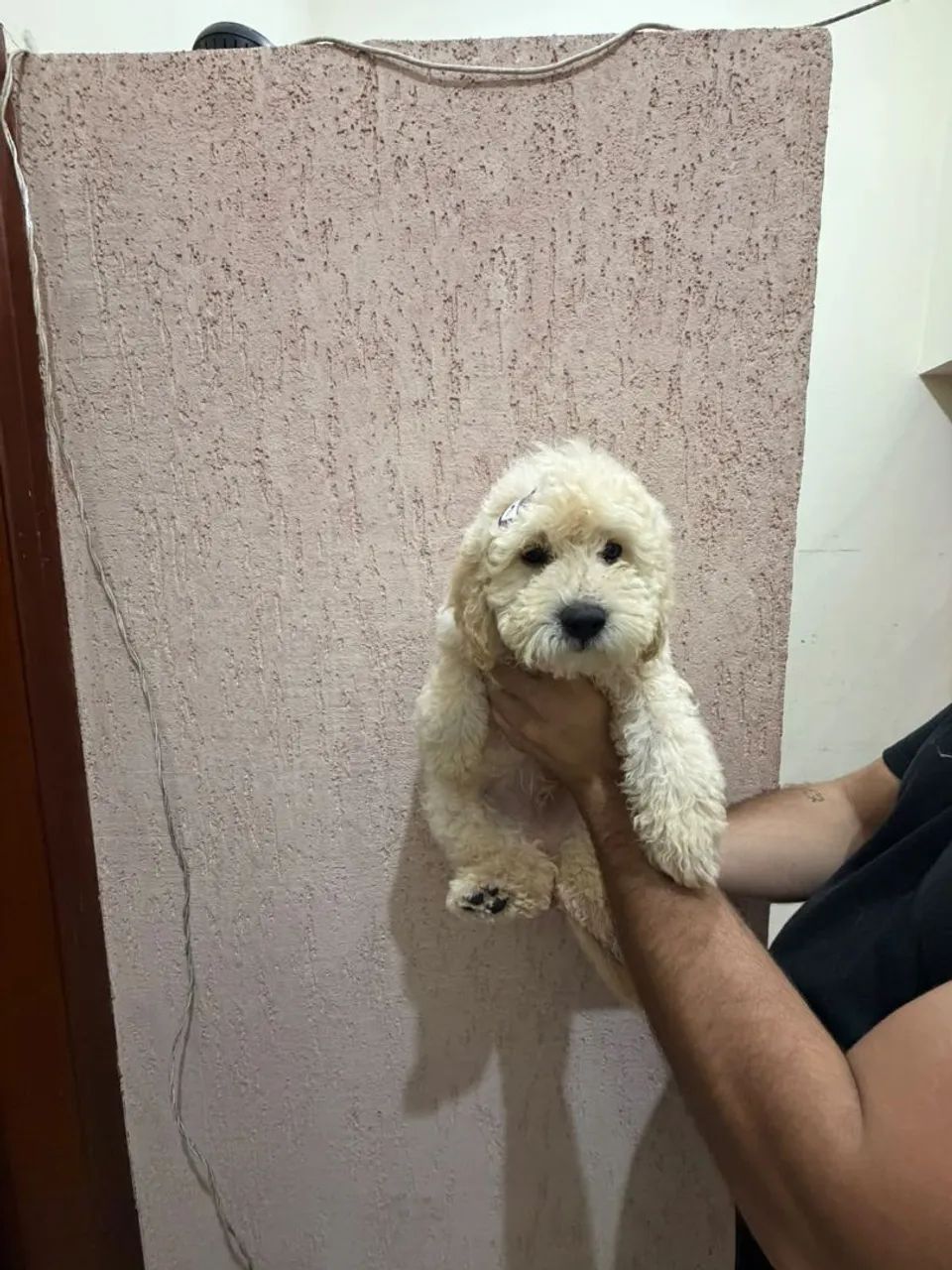 Poodle - Foto 2