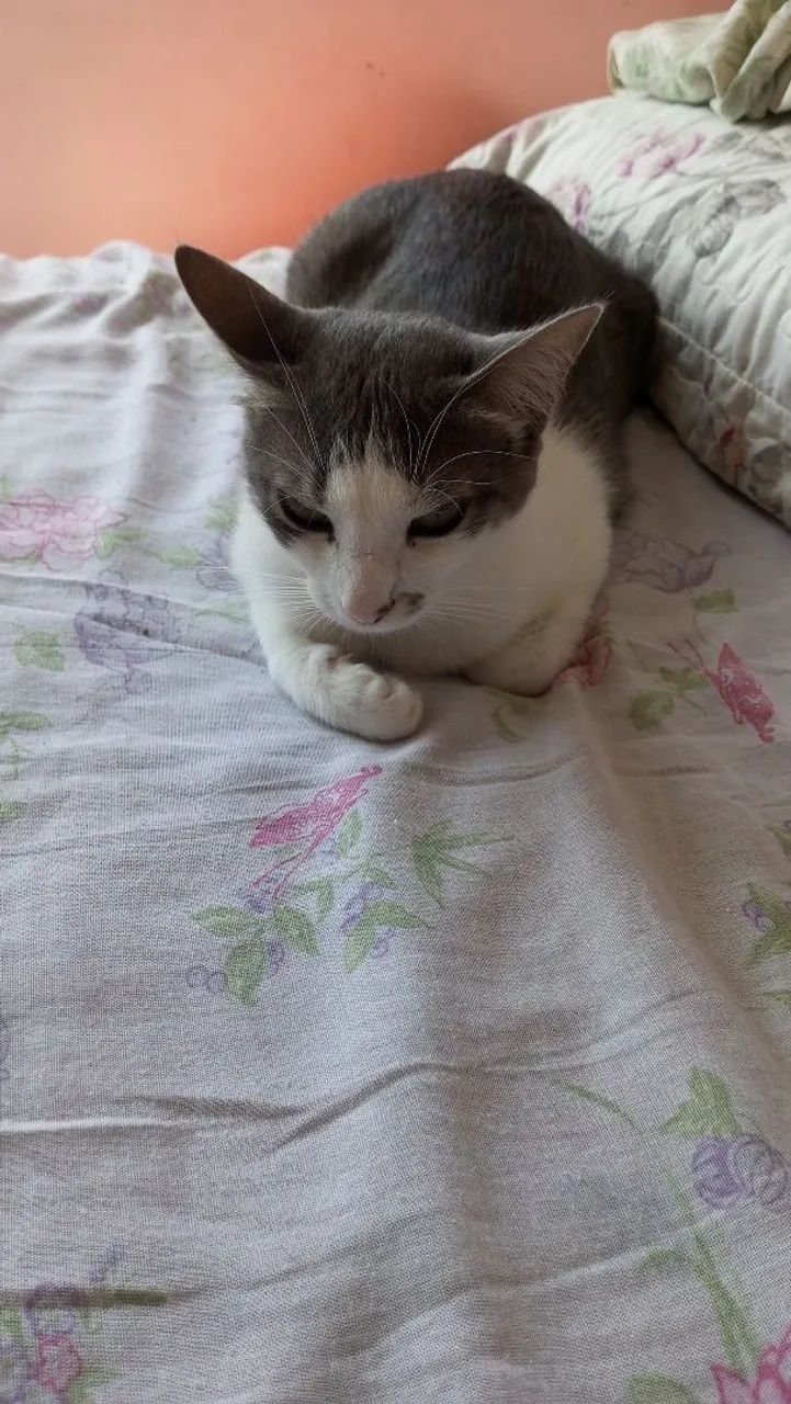 Doa -se Gatos  - Foto 2
