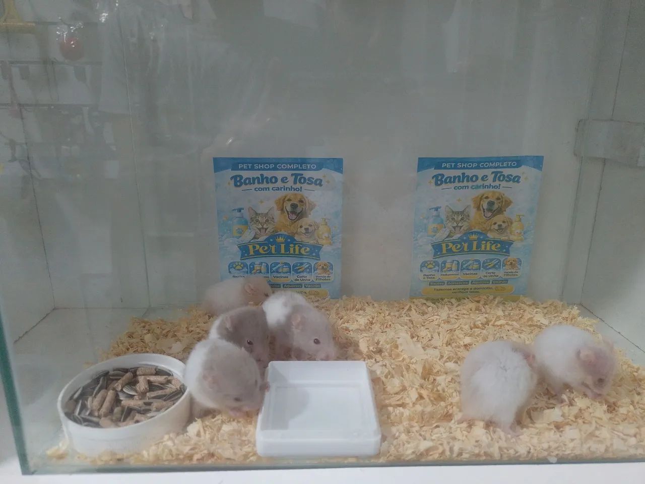 Hamster  - Foto 3