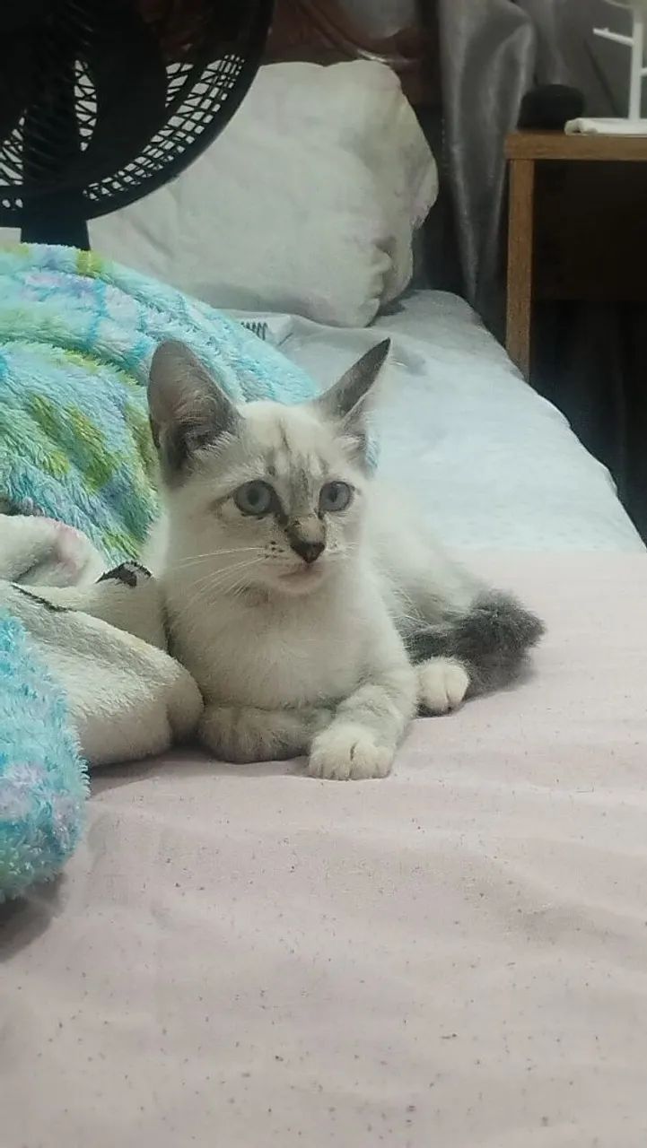 Doação de gatinha  - Foto 2