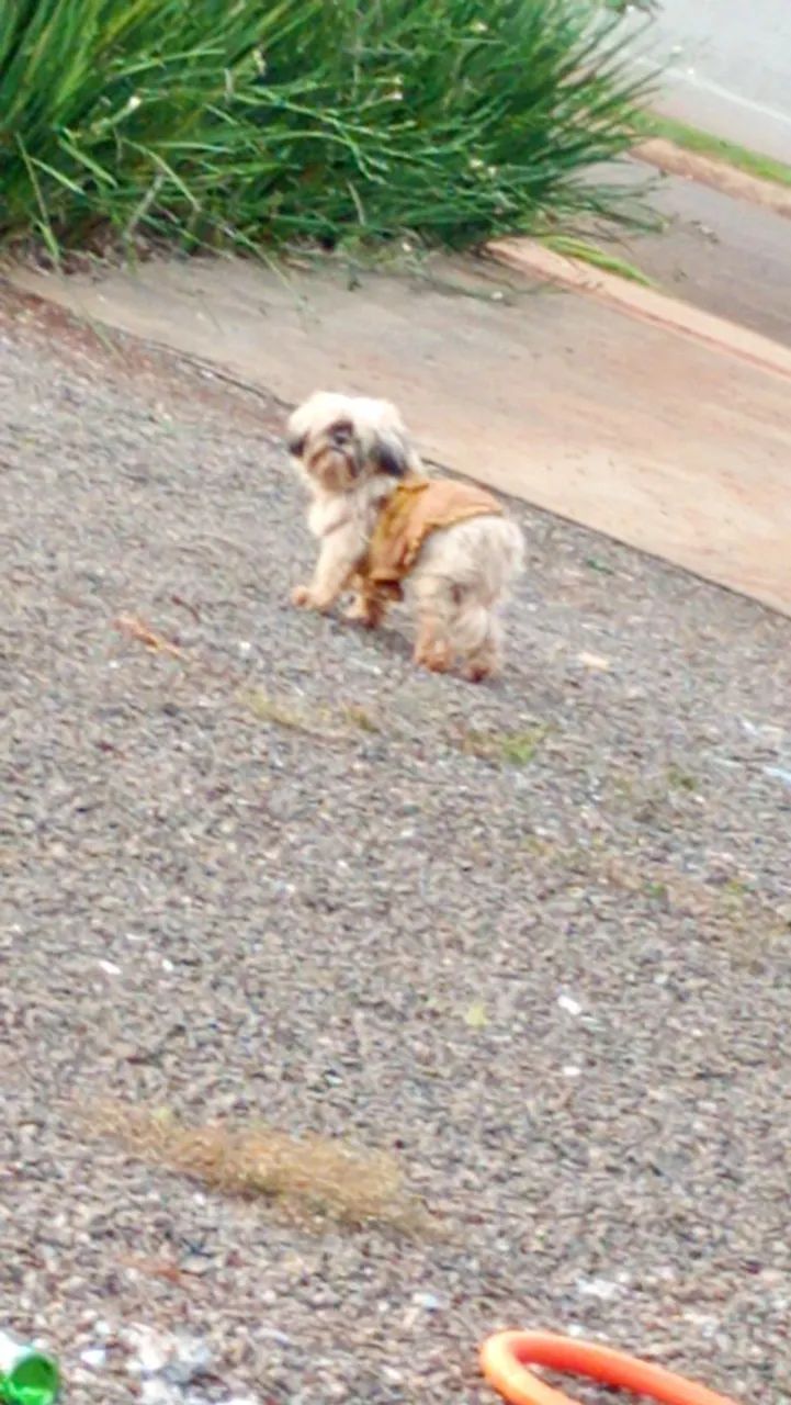 Perdido  - Foto 2
