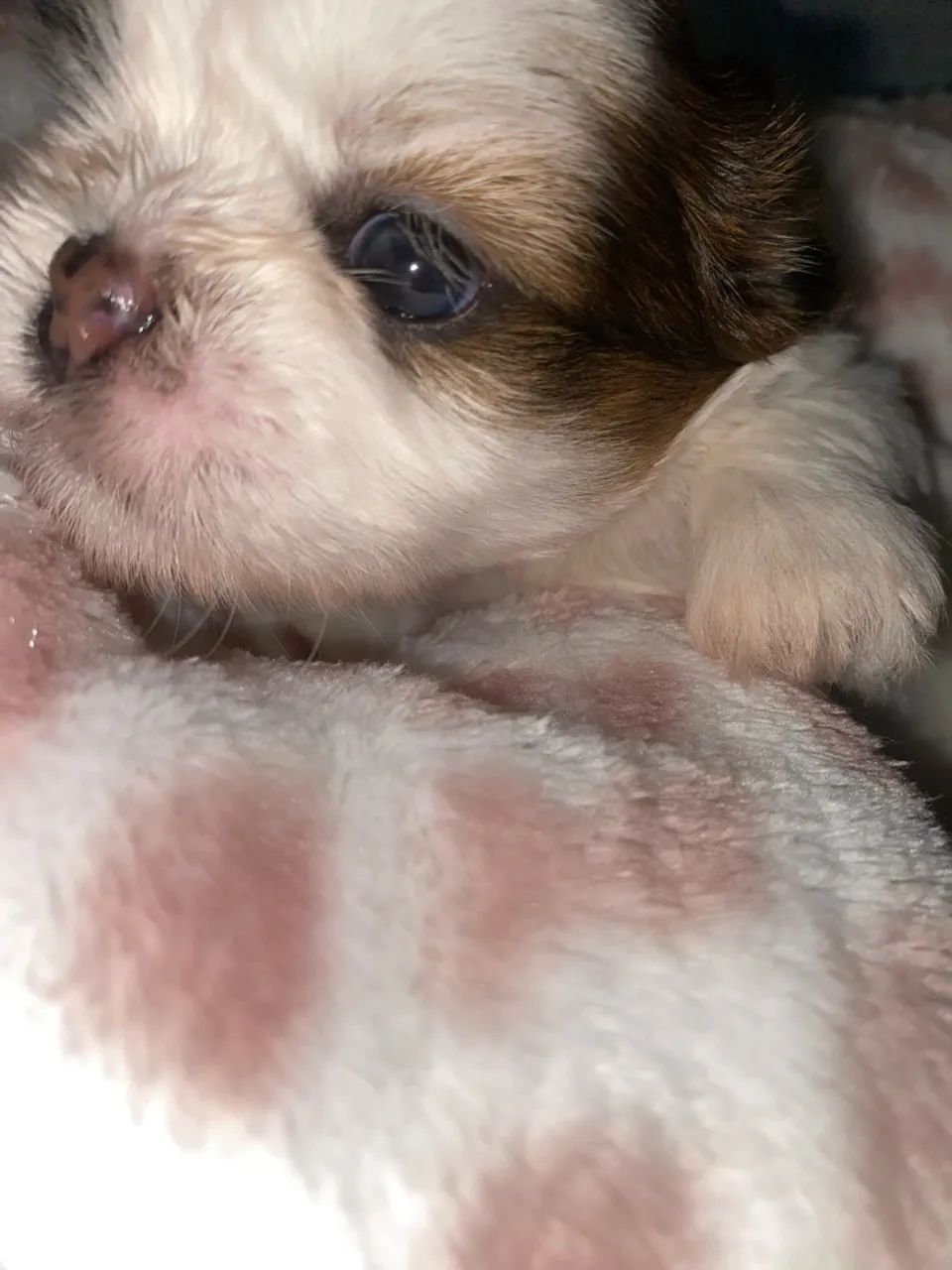 Shih tzu
