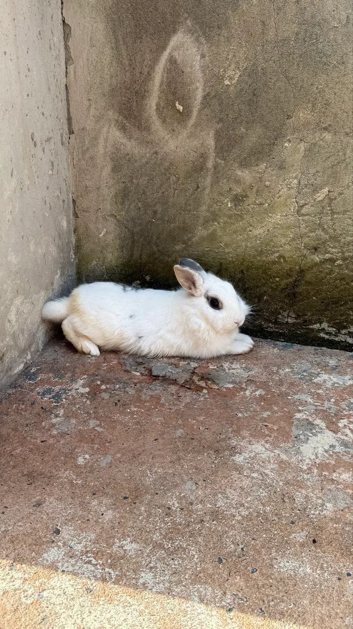 Procuro uma namorada 