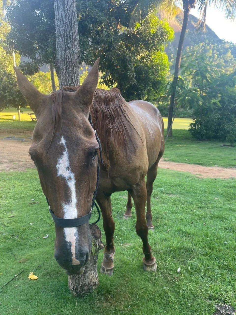 Vendo Égua Quarto de Milha - Sem doc - Foto 4