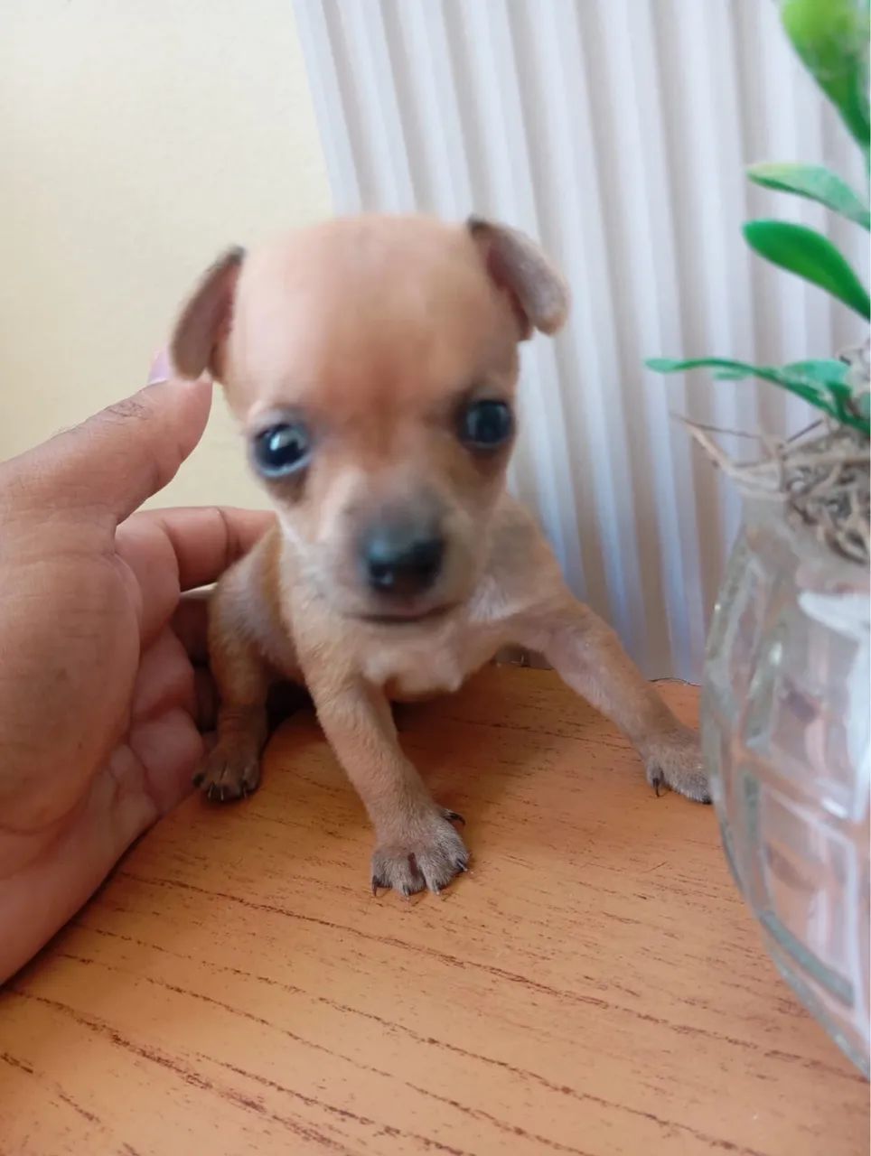 Pet