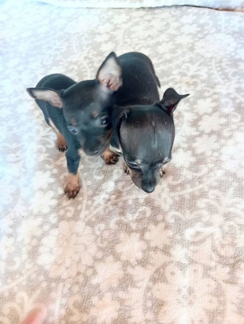 Pinscher 