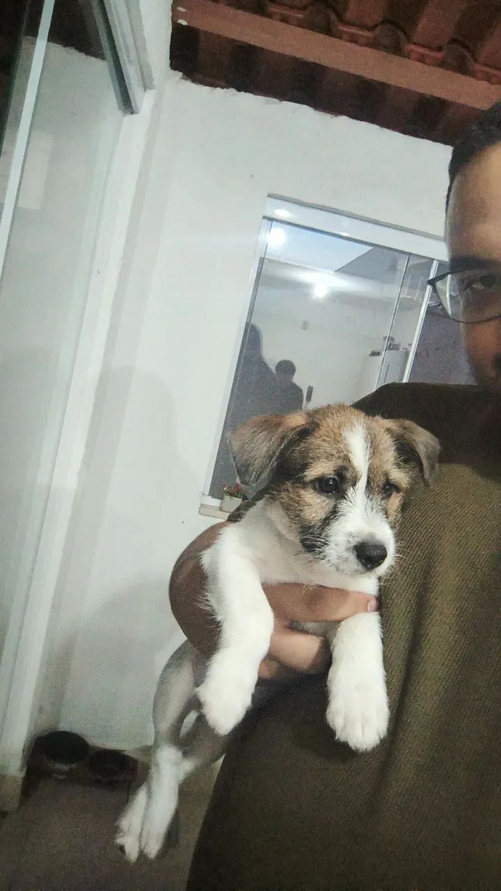 Doa-se cachorro filhote - Foto 2