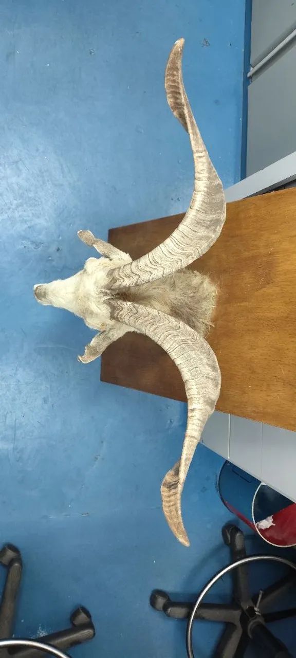 Cabeça de bode empalhada decorativa  - Foto 3