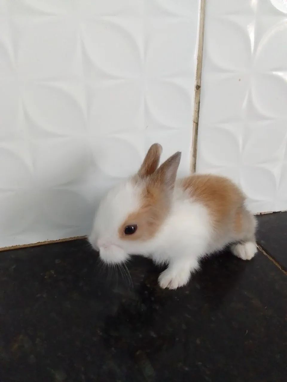 Porquinho da india peruano a partir de 49,95 - Foto 5