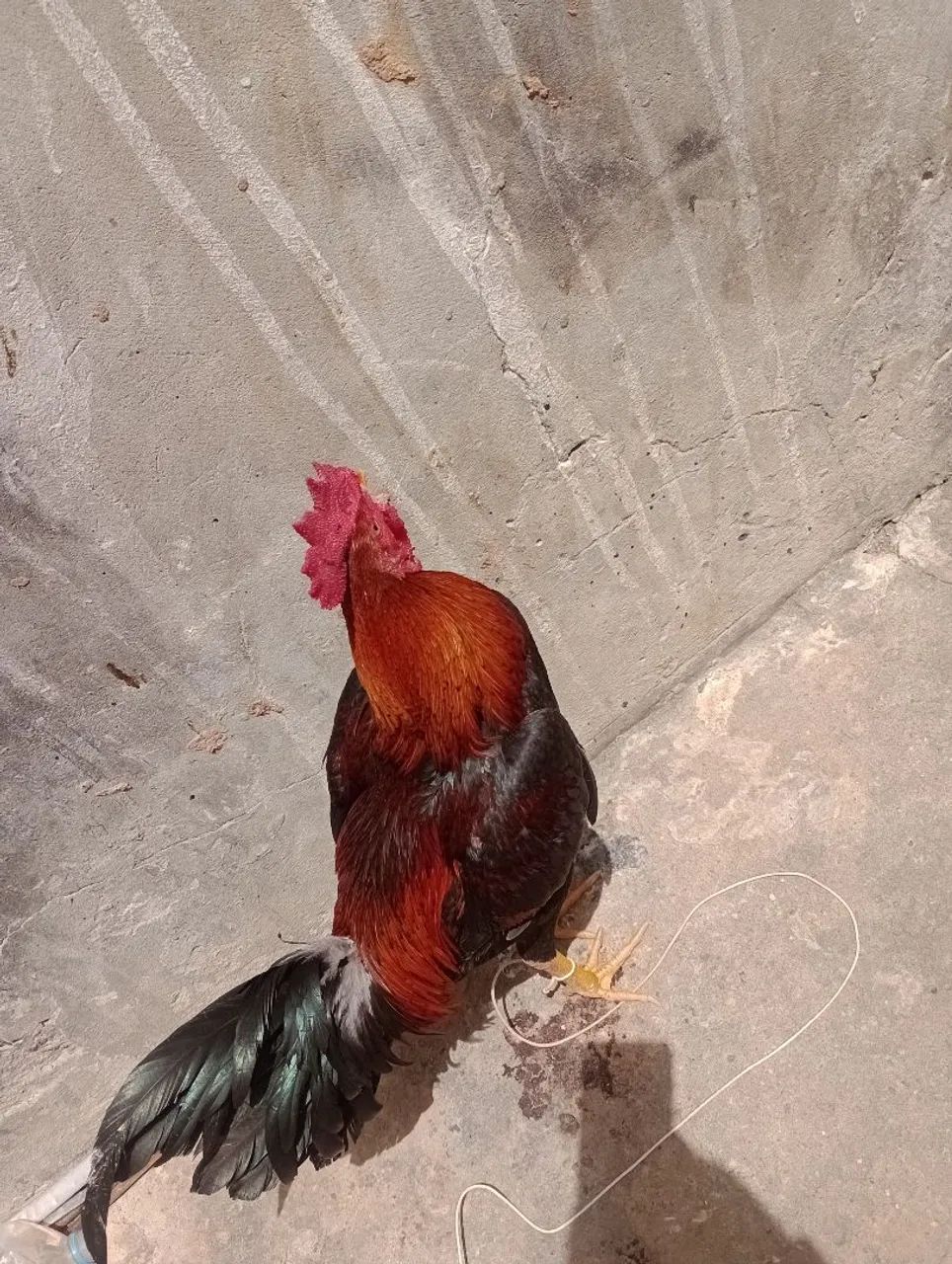 Galo - Foto 2