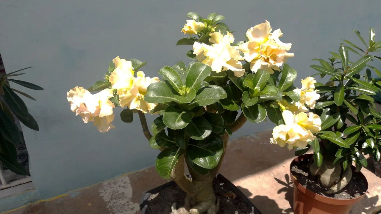 Rosa do Deserto 