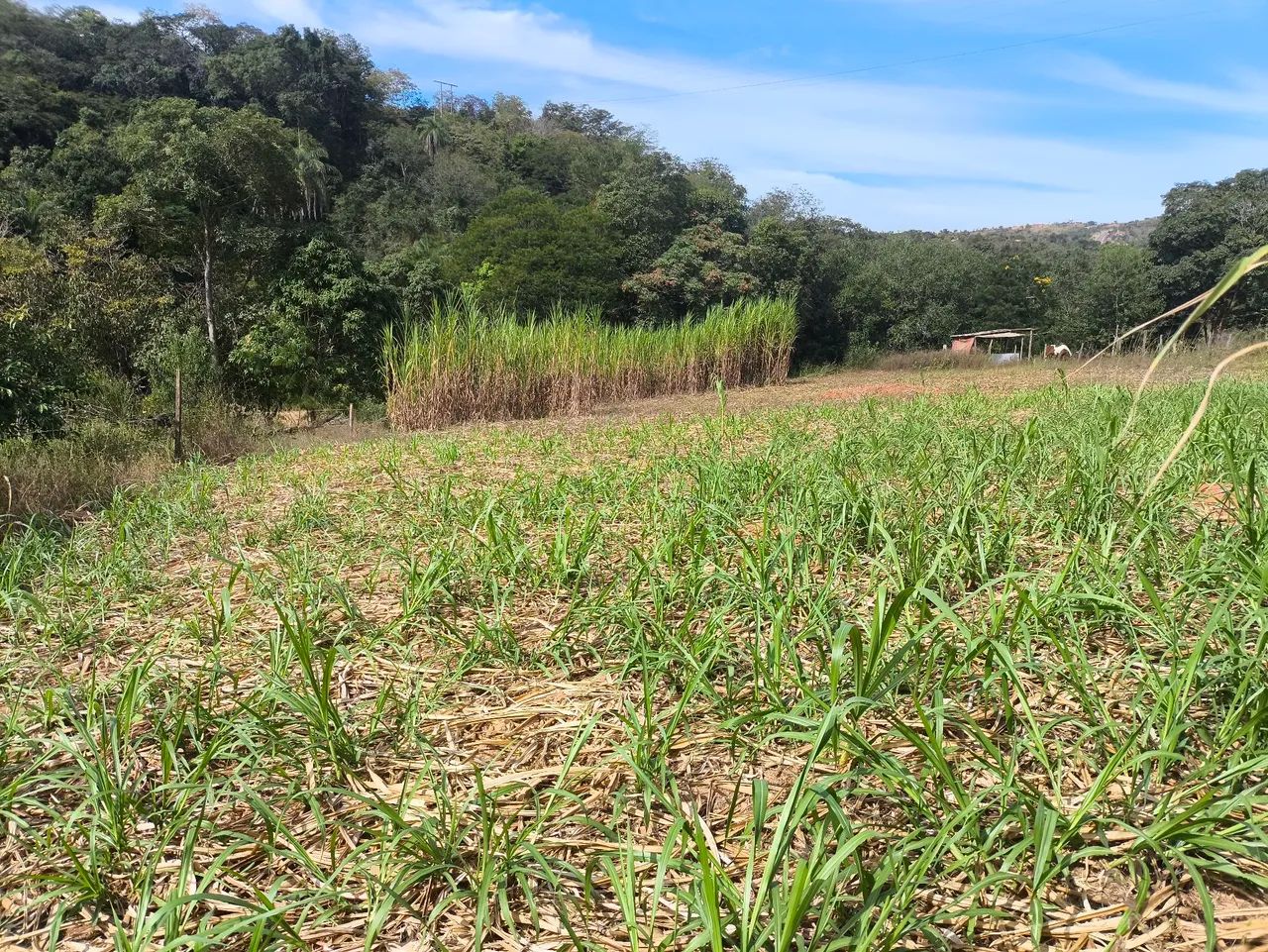 Terreno em FUNILÂNDIA  - Foto 5