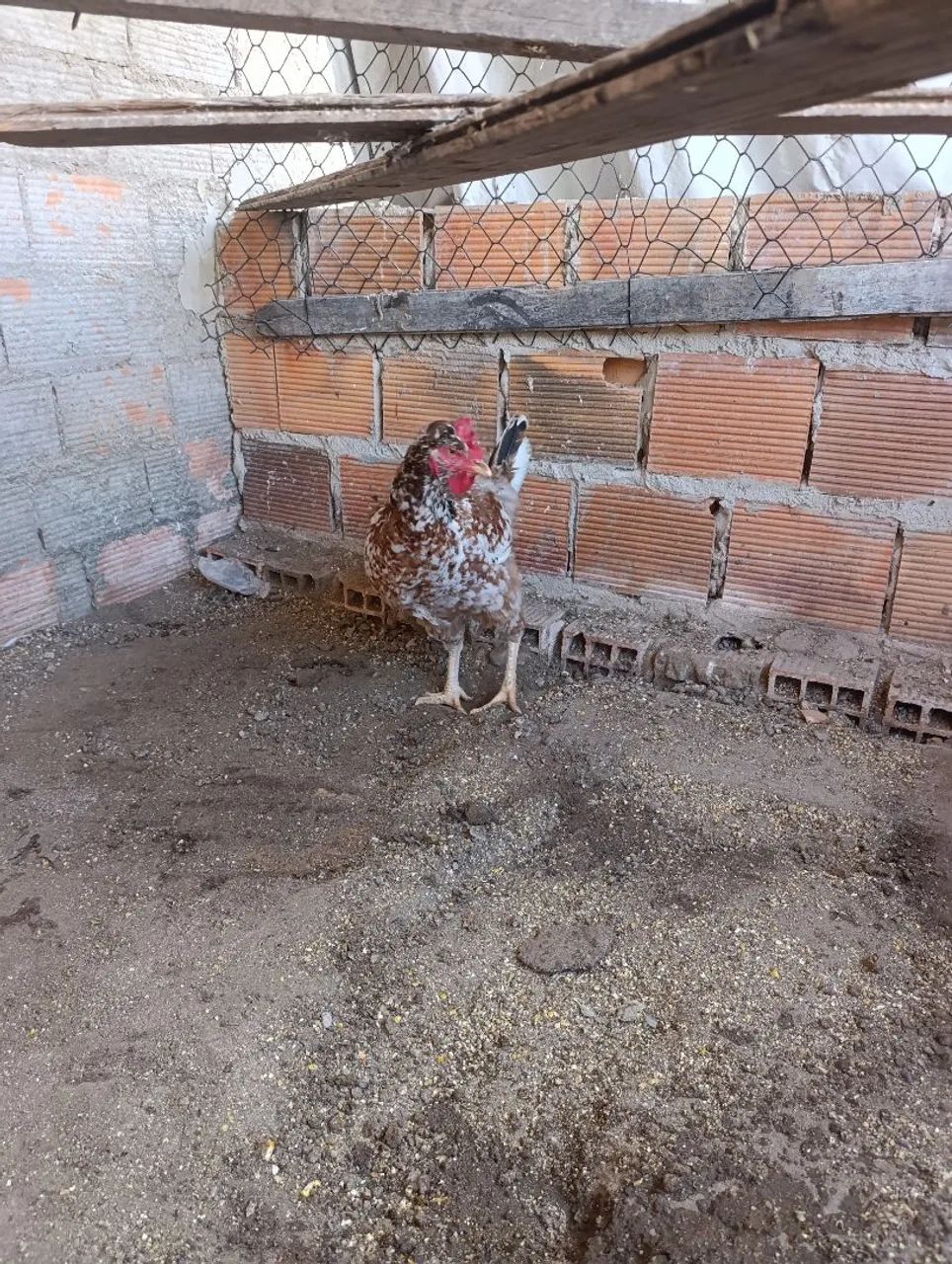 raça Galinha Sertaneja Balão (GSB) - Foto 2
