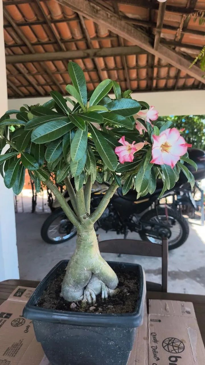 Plantas