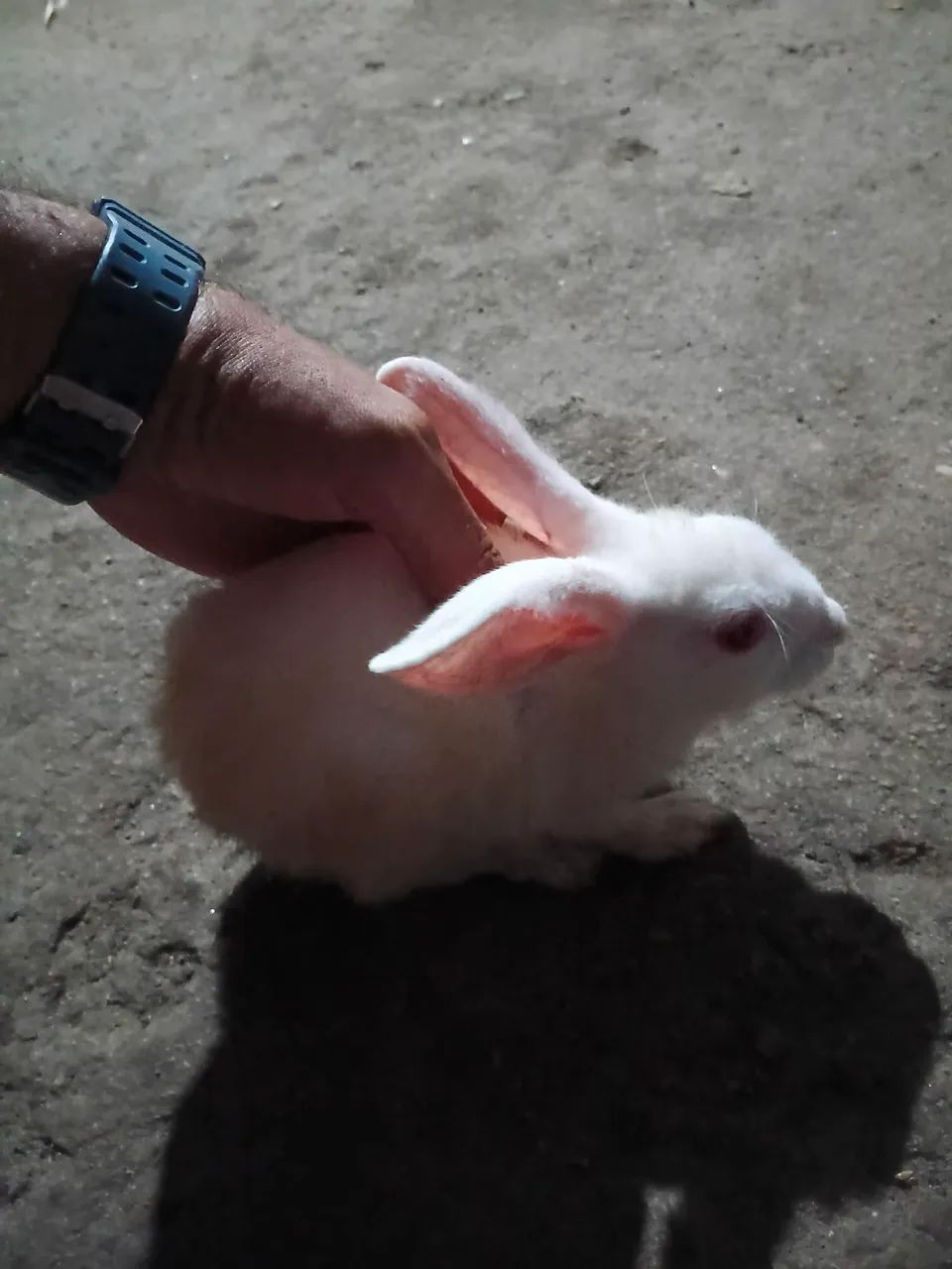  coelho