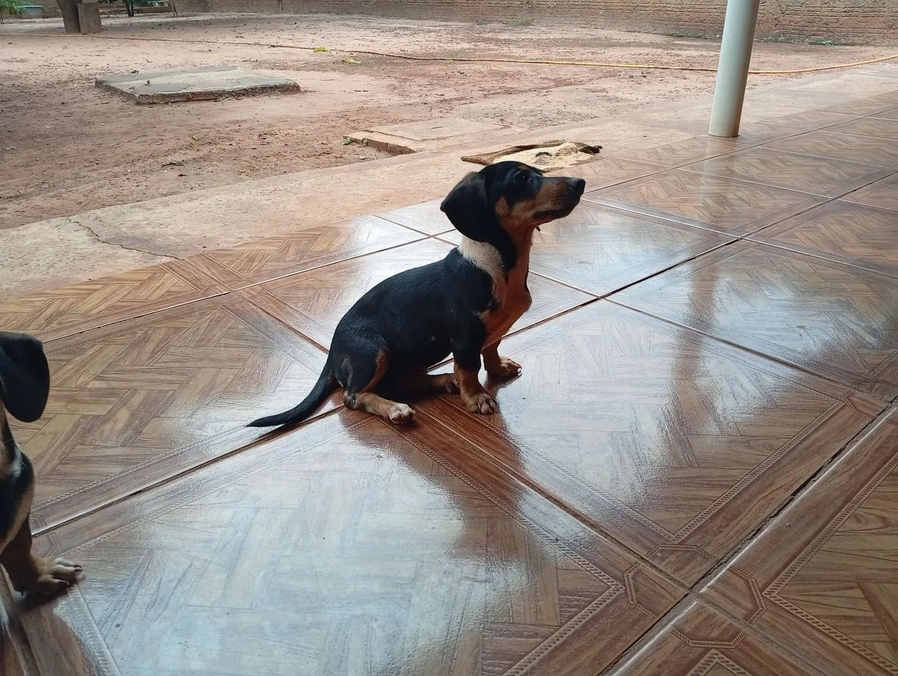 Pet - Foto 4