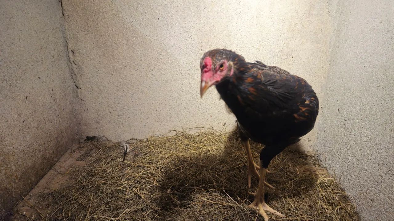 Frango 