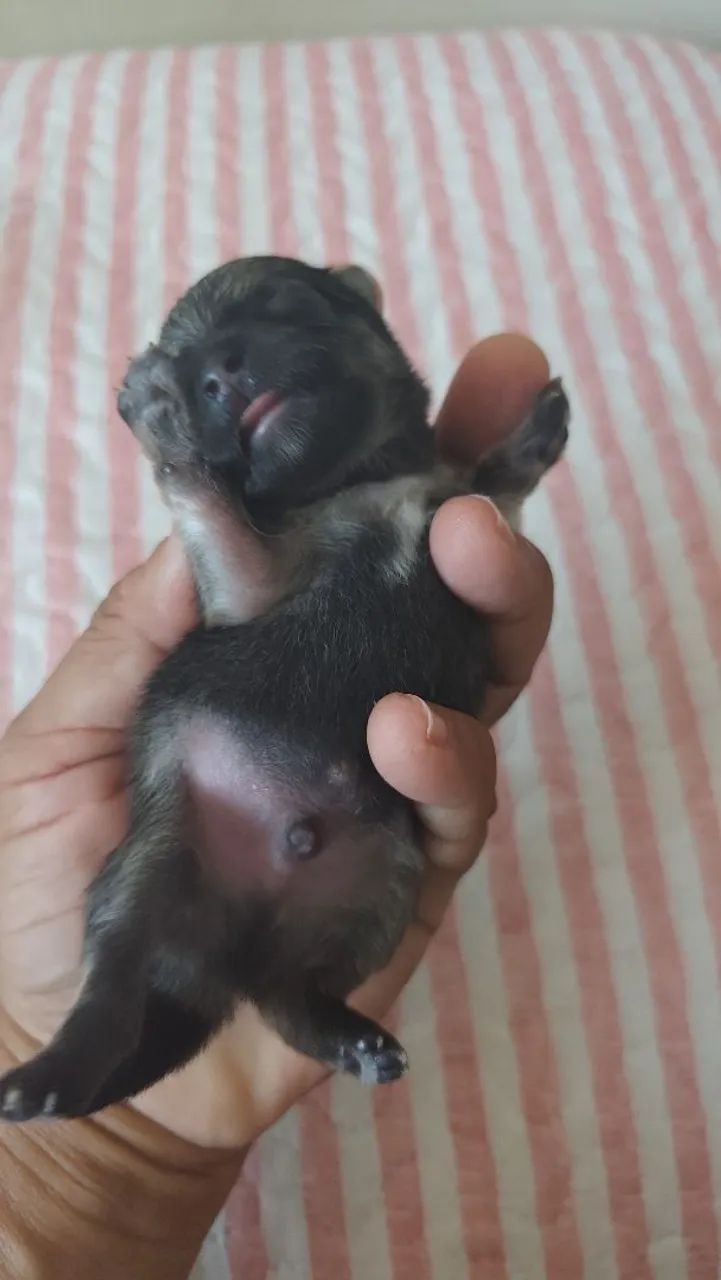 Filhotes Spitz pra vender  - Foto 4