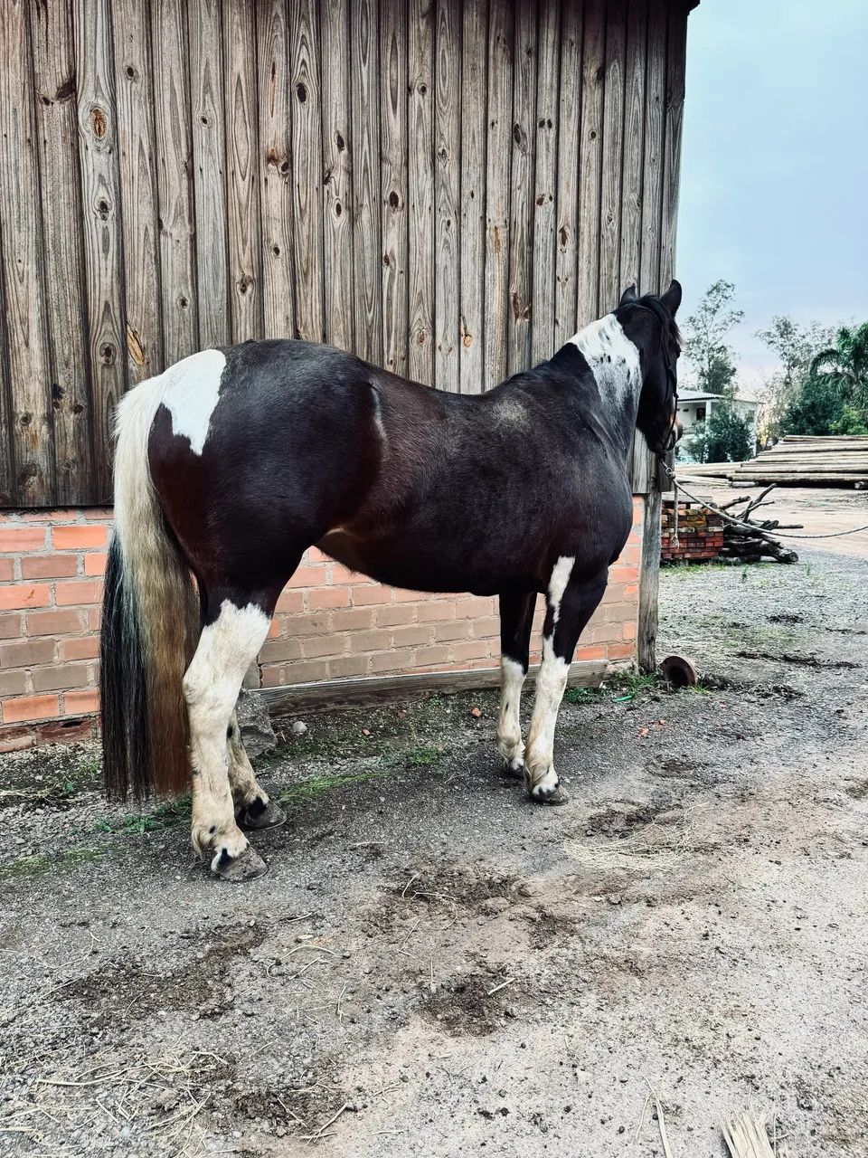 Tobiana de Pechar Touro, Fenômena! - Foto 4